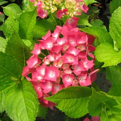 Hortensia 'Leuchtfeuer'